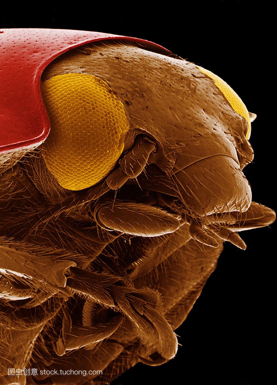 瓢虫。彩色扫描电子显微镜sem的瓢虫的头部c