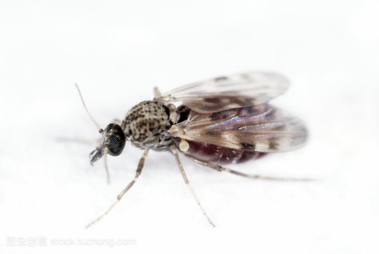 咬蚊库蠓属nubeculosus与血塞得满满的。蚊虫