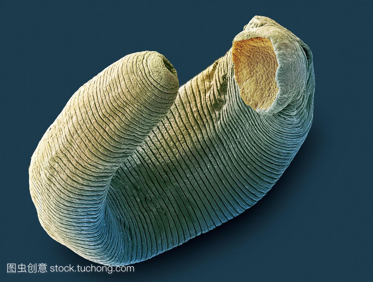 子显微摄影sem淡水水蛭水蛭sp这种寄生虫有两