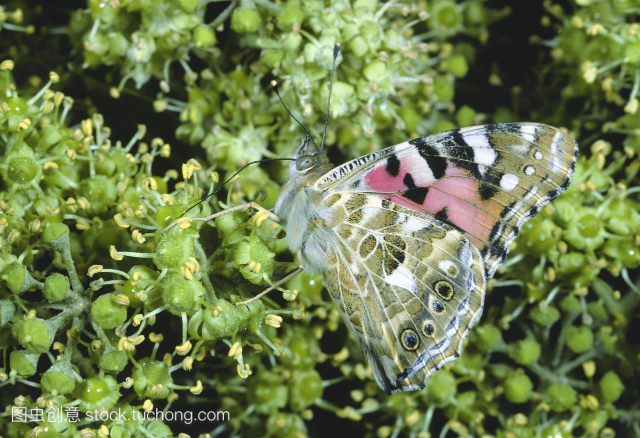 彩绘的蝴蝶凡妮莎·卡杜尼从一朵花中喝花蜜和