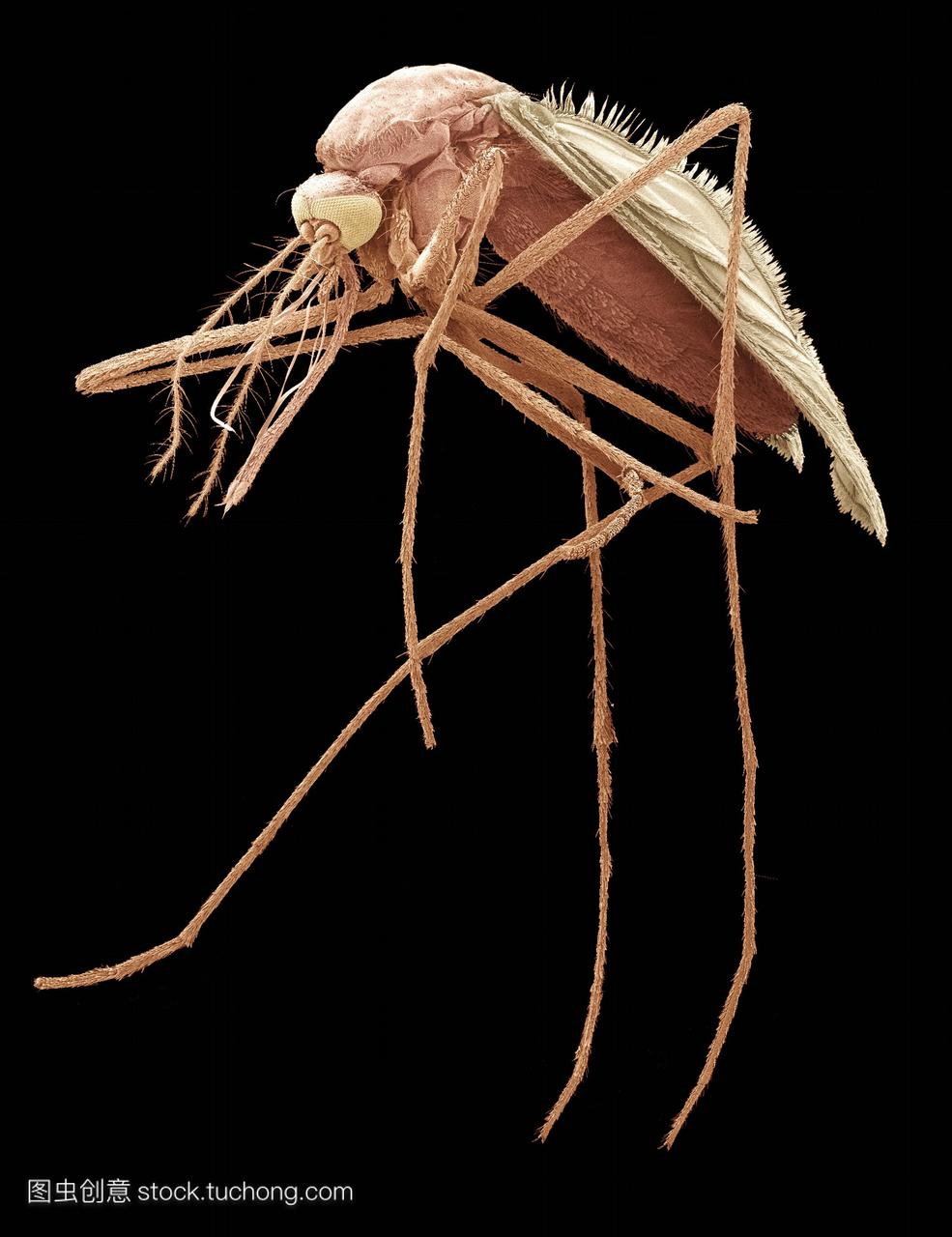 蚊子蚊子的彩色扫描电子显微摄影sem家庭蚊科
