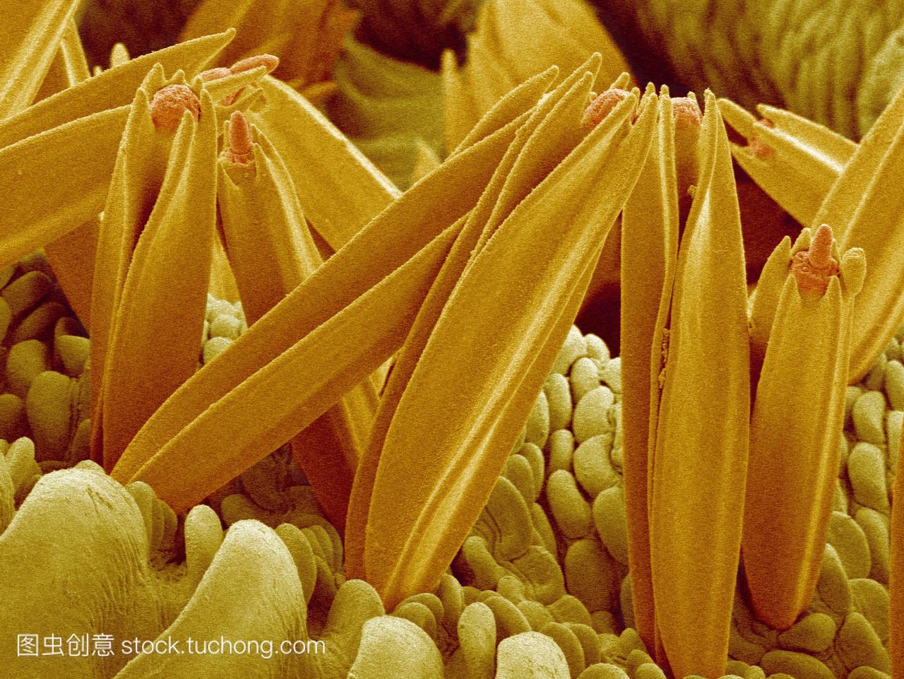 电子显微镜sem的唇触须,在喙的两侧被发现管