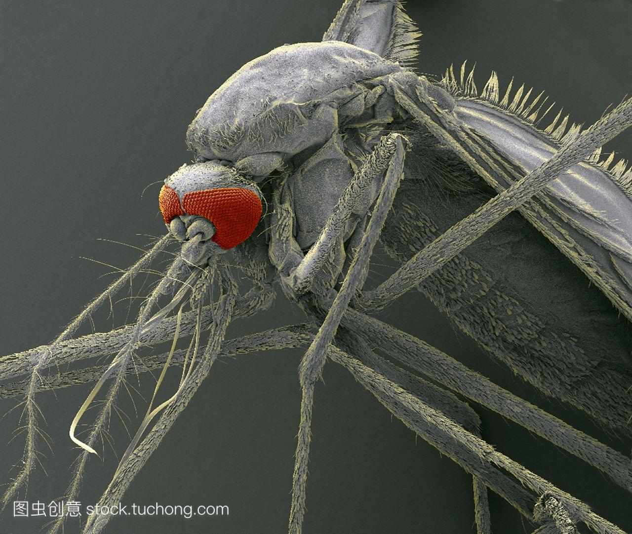蚊子。彩色扫描电子显微镜sem的一种蚊子家族
