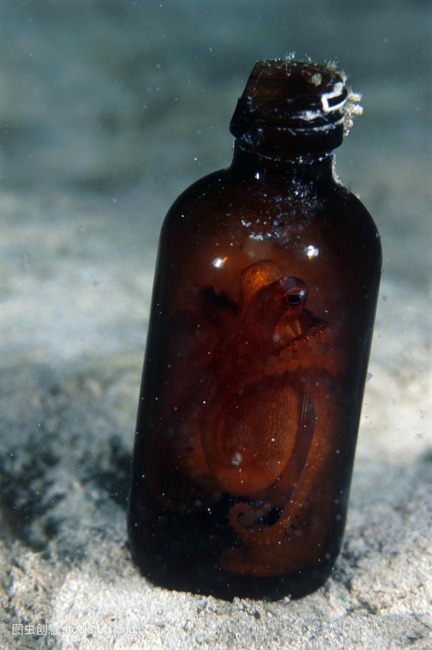 章鱼在瓶子里。章鱼的软的身体其缺乏骨架这是