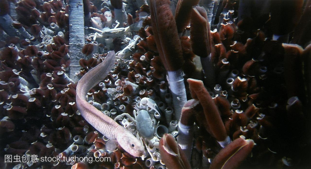 深海的鱼在巨大的管状蠕虫riftiapachyptila中游