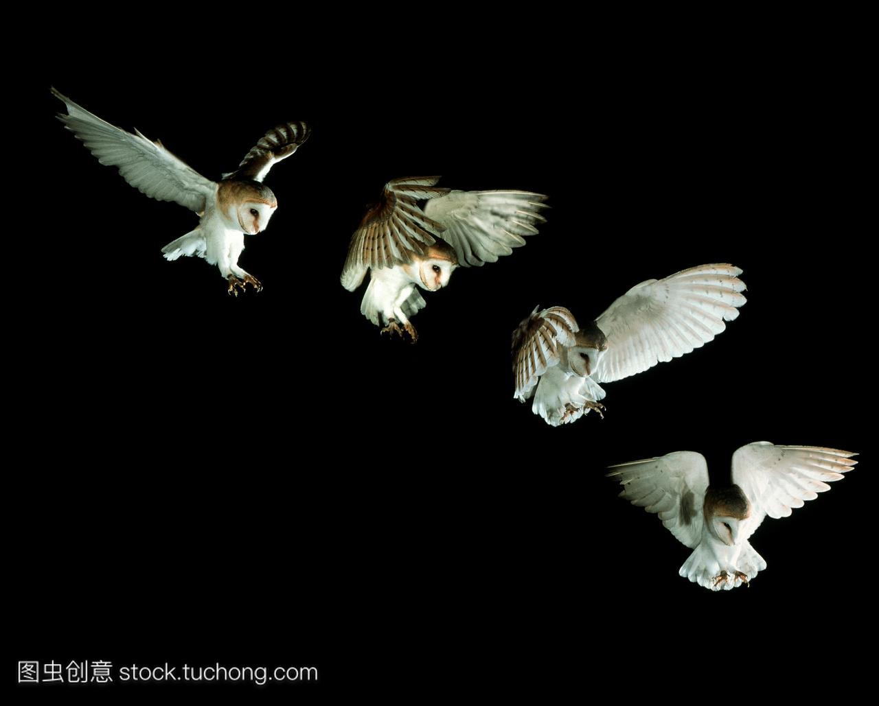 仓鸮合成图像的高速照片欧洲仓鸮tytoalba从空