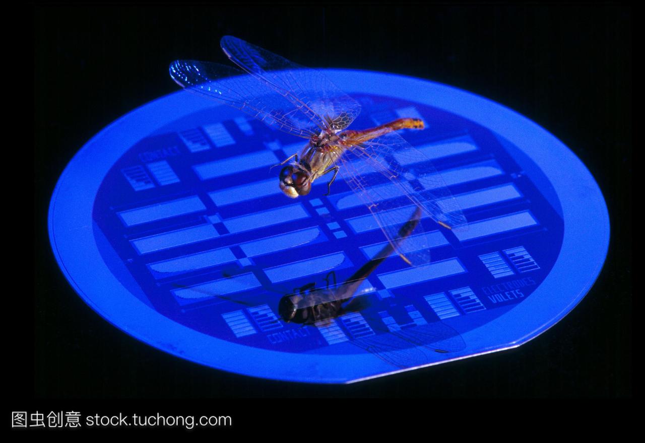 蜻蜓和mems硅片。mems微机电系统设备蚀刻