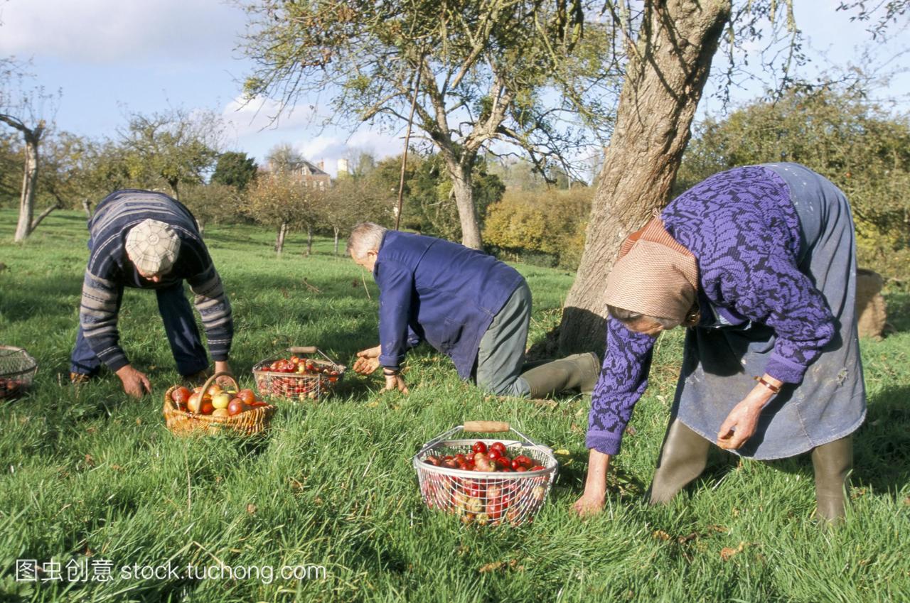 收集苹果在一个果园奥格地区诺曼底法国,欧洲