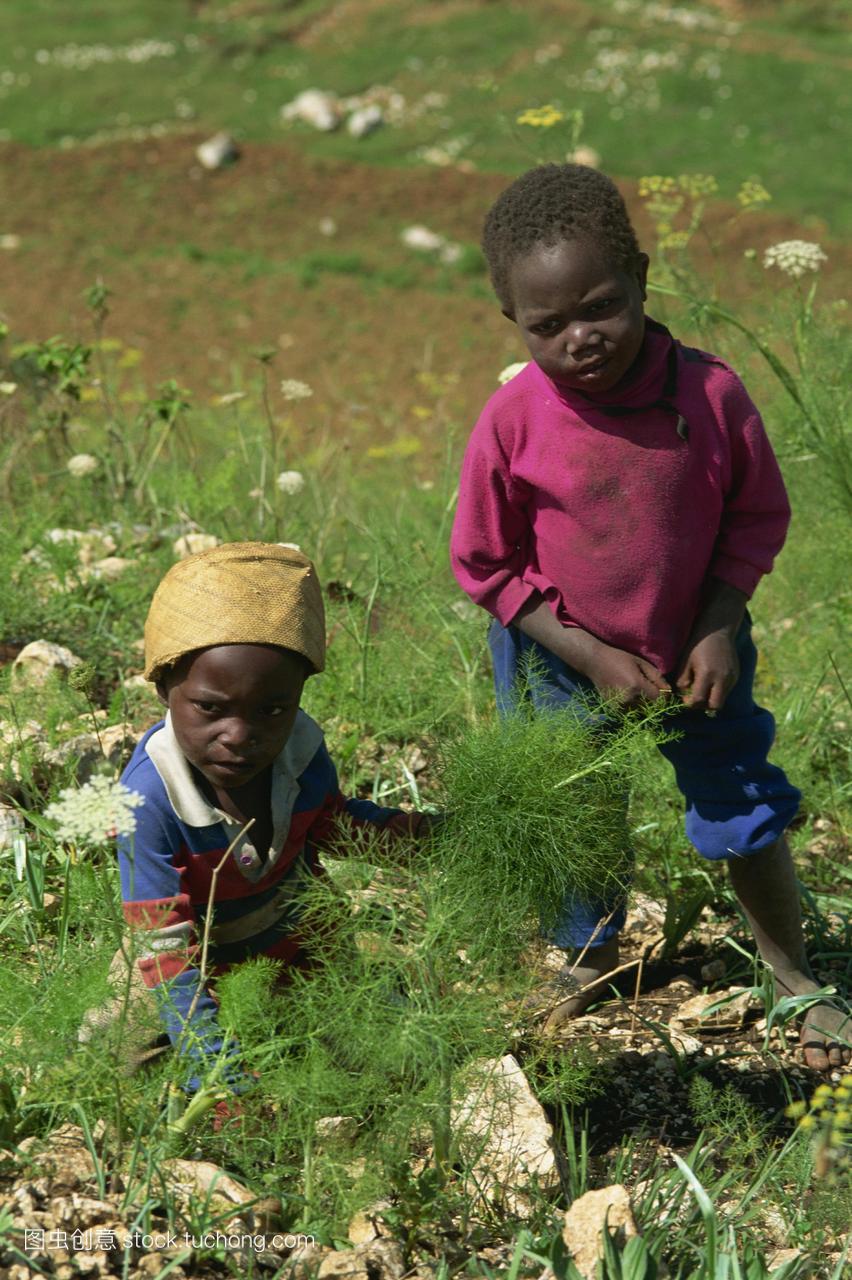 两个小男孩摘茴香叶木香davril海地中美洲西印