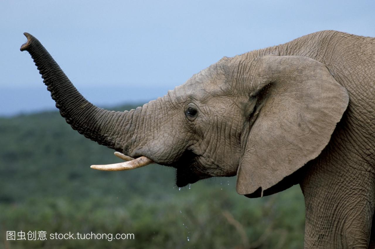 非洲象lox牙塔africana危险,addo国家公园,南非