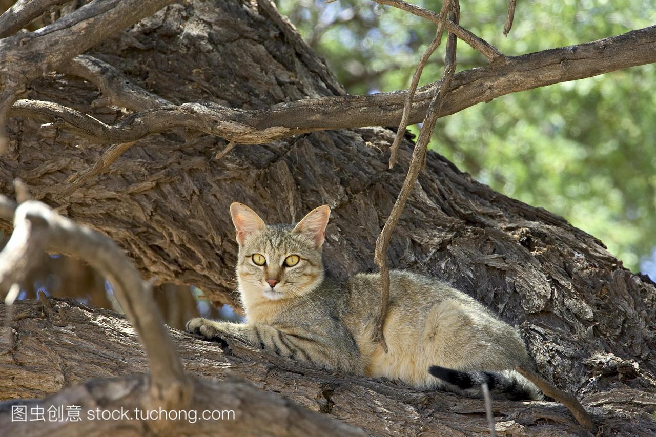 非洲野猫felissilvestrislybica,kgalagaditransfron