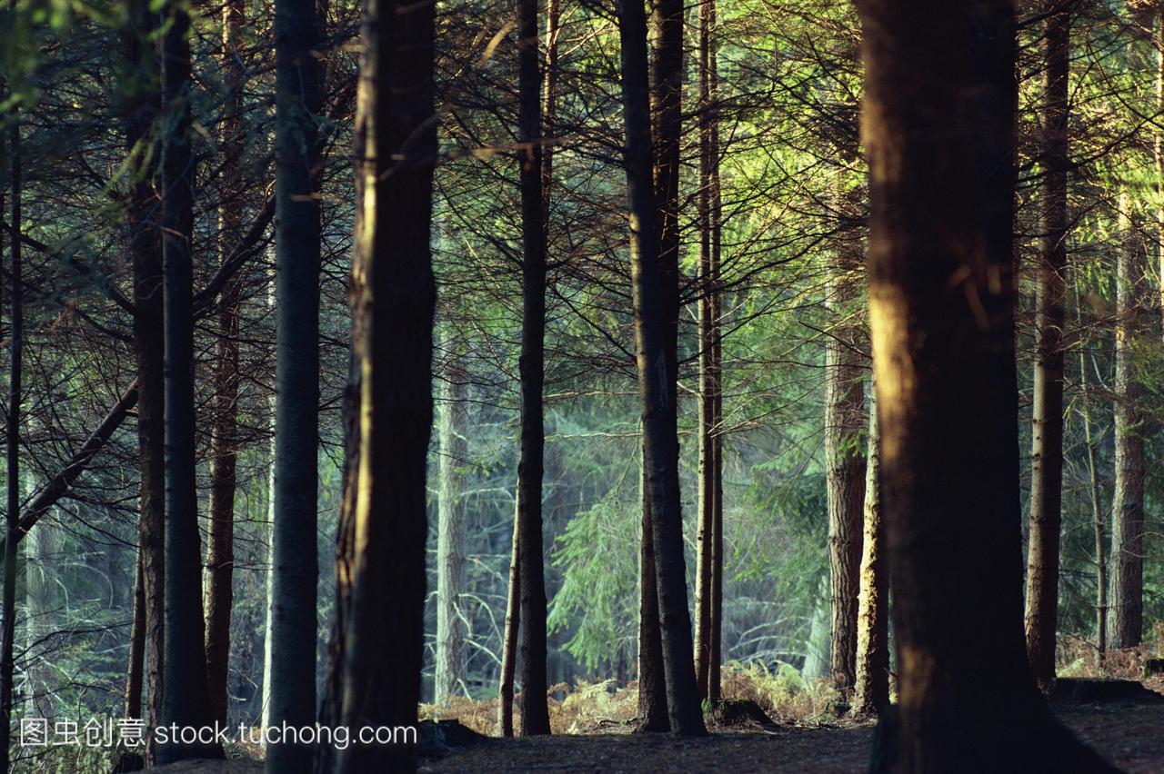 阴暗的森林场景新森林汉普郡英格兰英国,欧洲