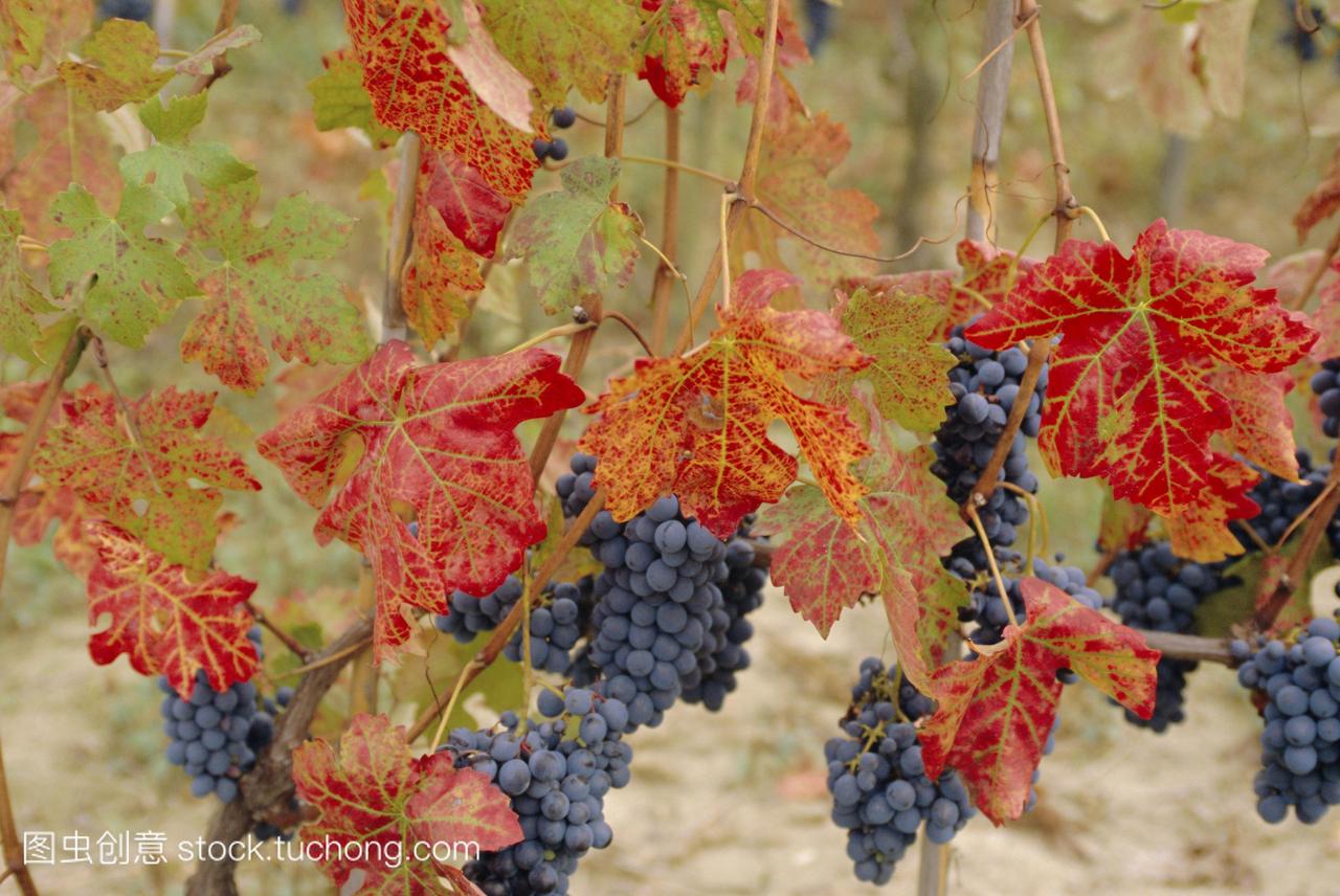 秋天的颜色在一个葡萄园巴贝拉葡萄品种巴罗洛