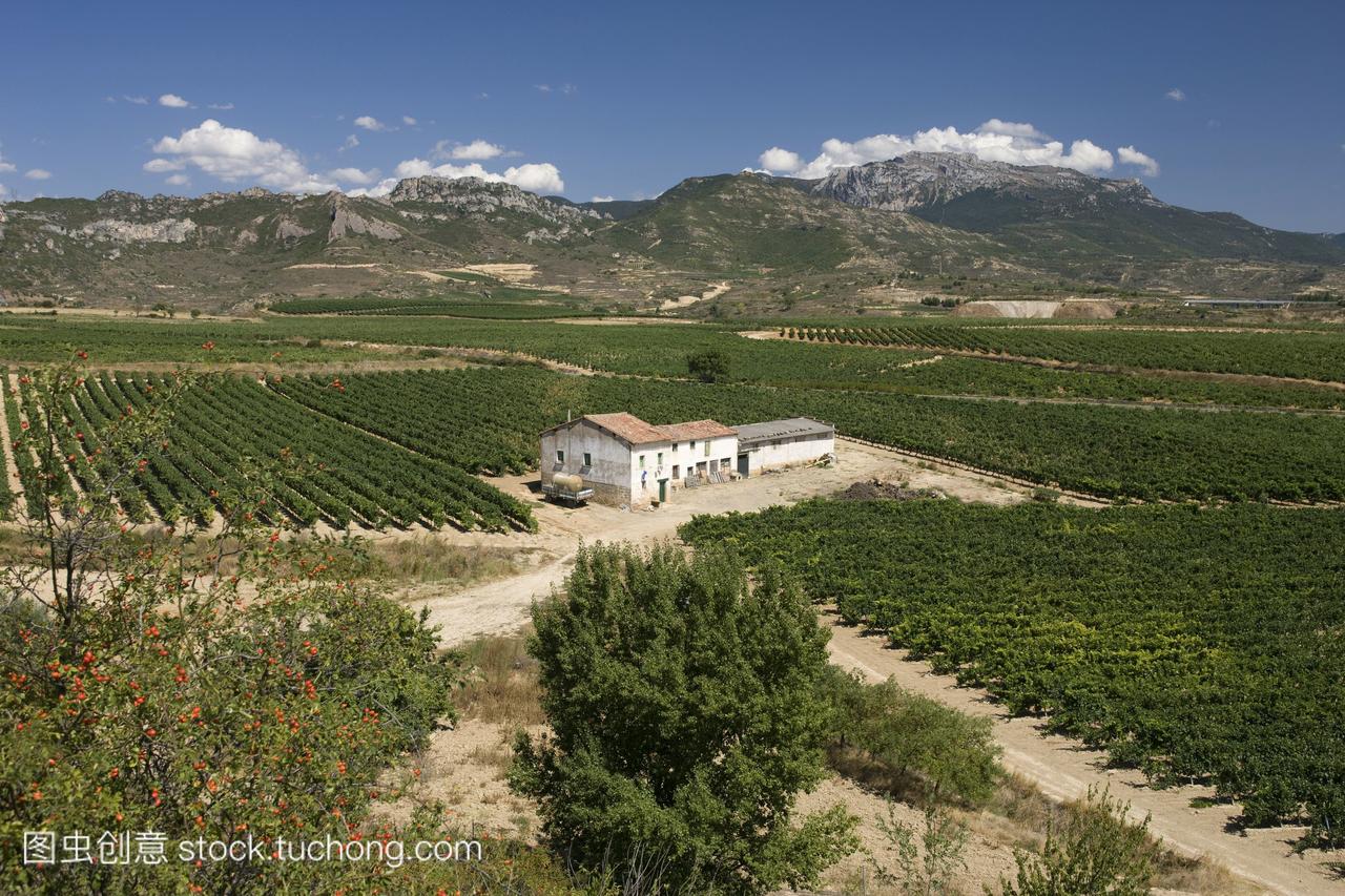 西班牙里奥哈葡萄酒产区的葡萄园