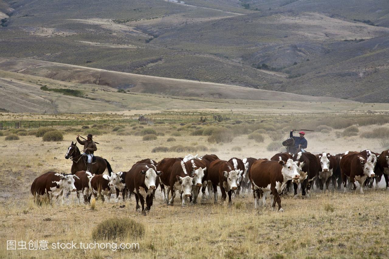 乔人与牛huechahue大牧场巴塔哥尼亚阿根廷南美洲