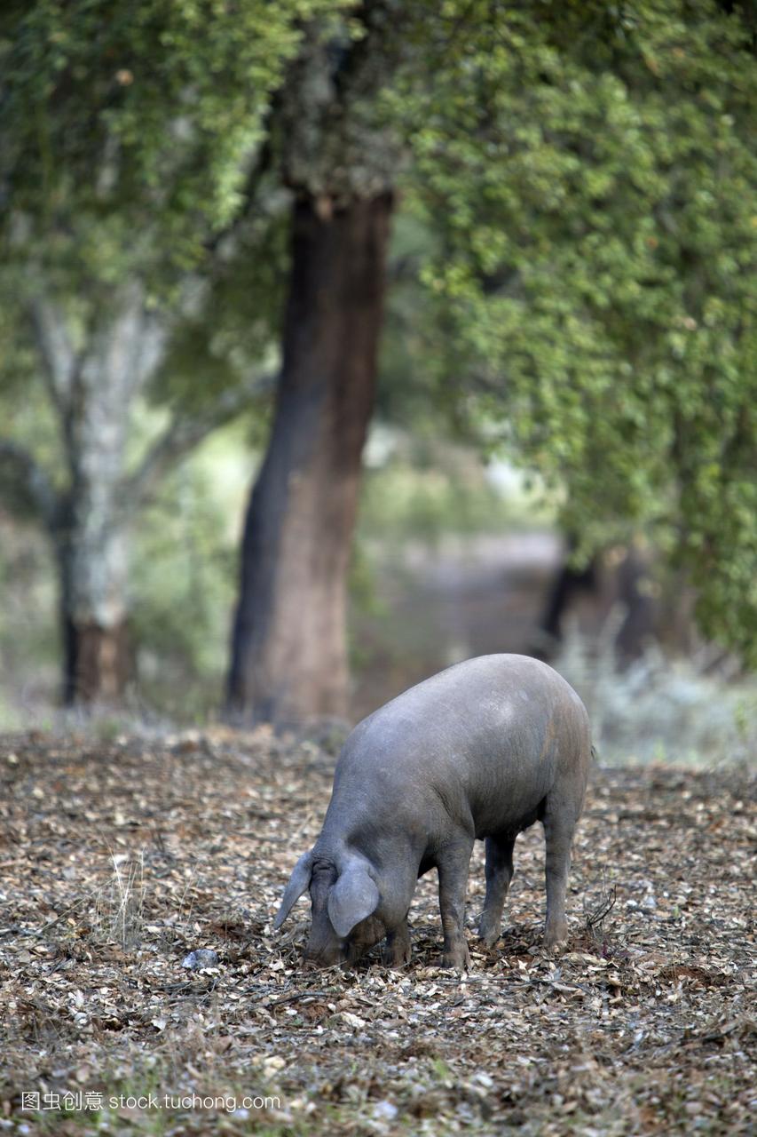伊比利亚黑猪,alajar塞拉莫雷纳到时安达卢西亚西班牙,欧洲