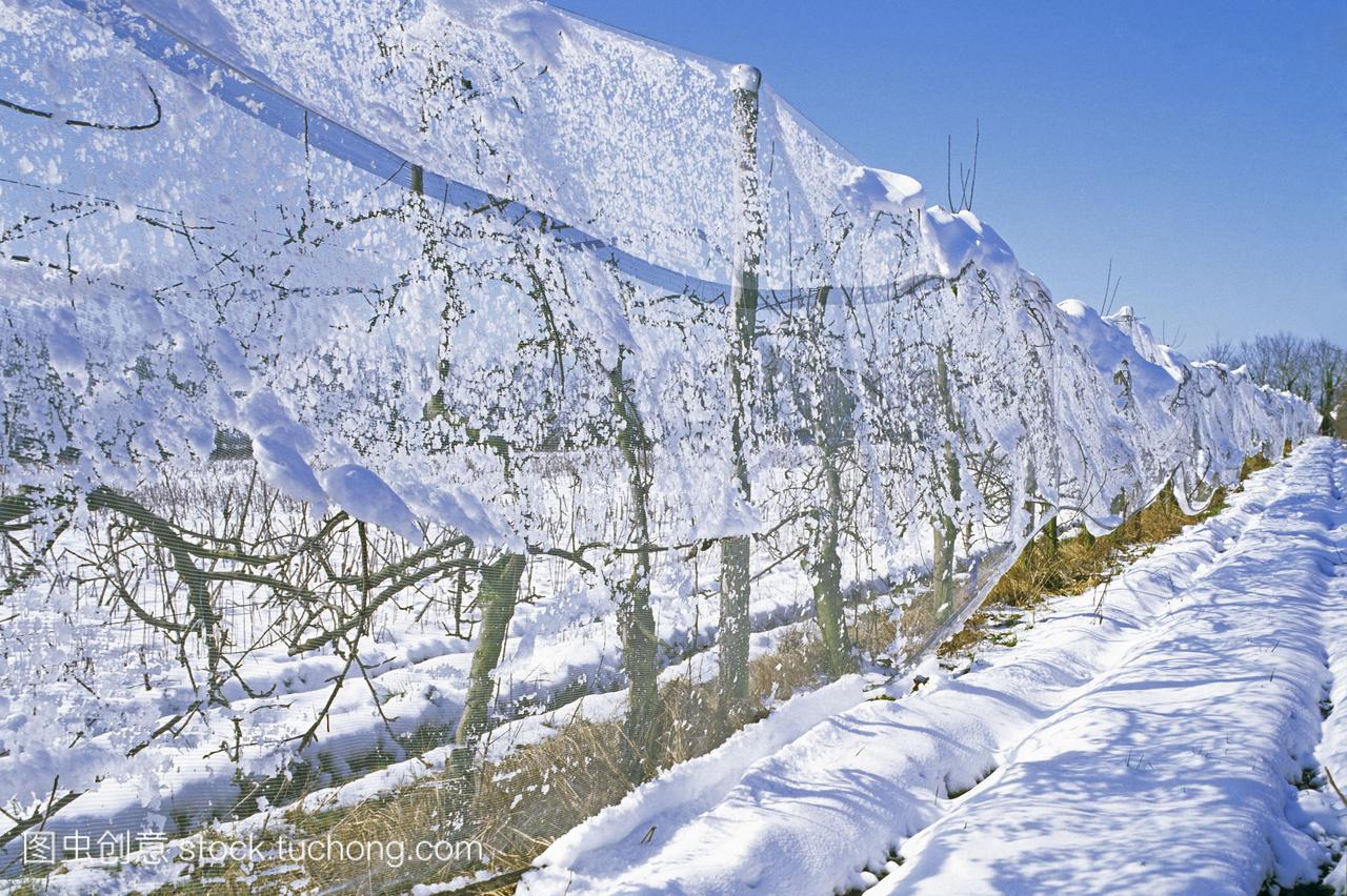 法国中心雪儿净在苹果树在冬天