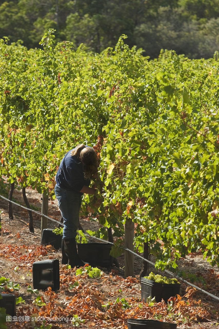 葡萄采摘者在著名的葡萄酒产区的酒庄葡萄园的