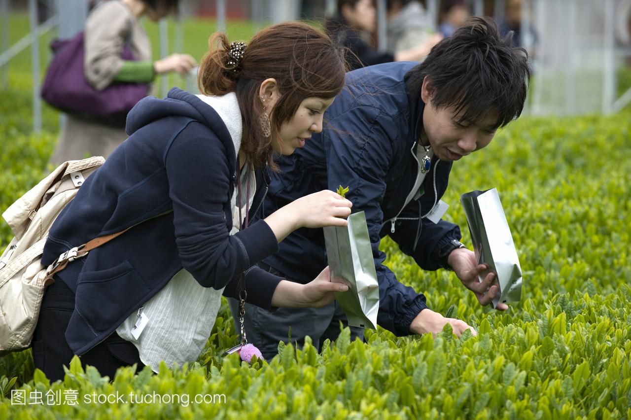 akinohara茶田的手拿自己的绿色茶叶静冈市日