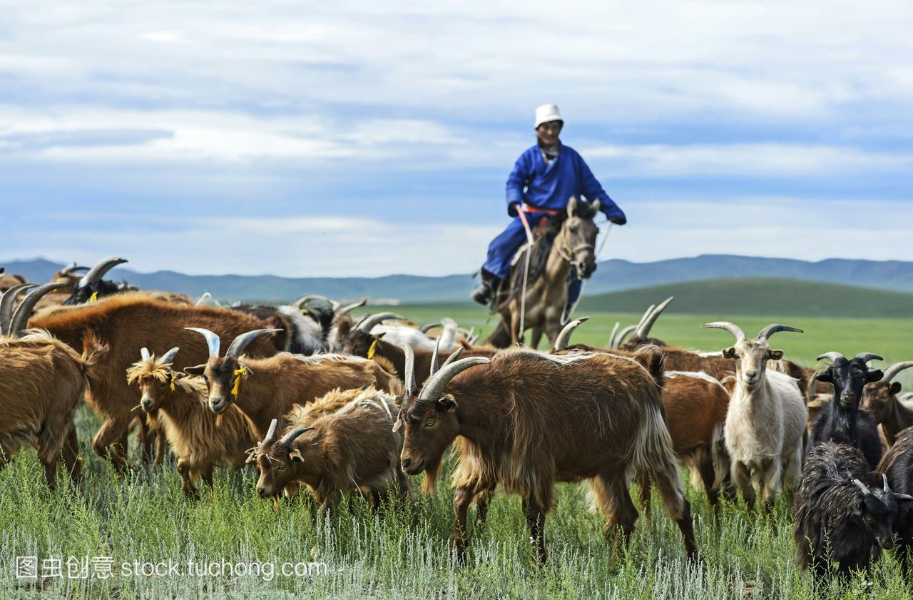 蒙古游牧骑马放牧山羊羊绒·卡普拉狐臭lanig