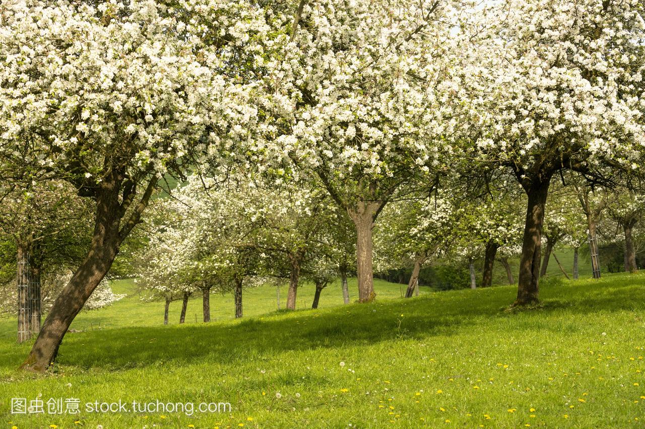 法国,诺曼底,苹果树在乡村开花