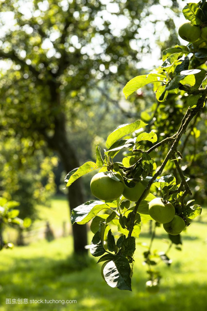 法国诺曼底苹果树在乡村花园
