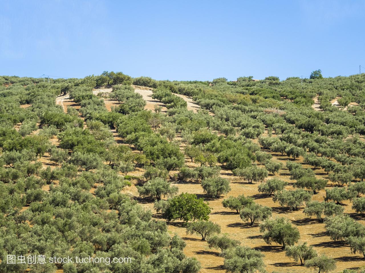 安达卢西亚西班牙橄榄种植园