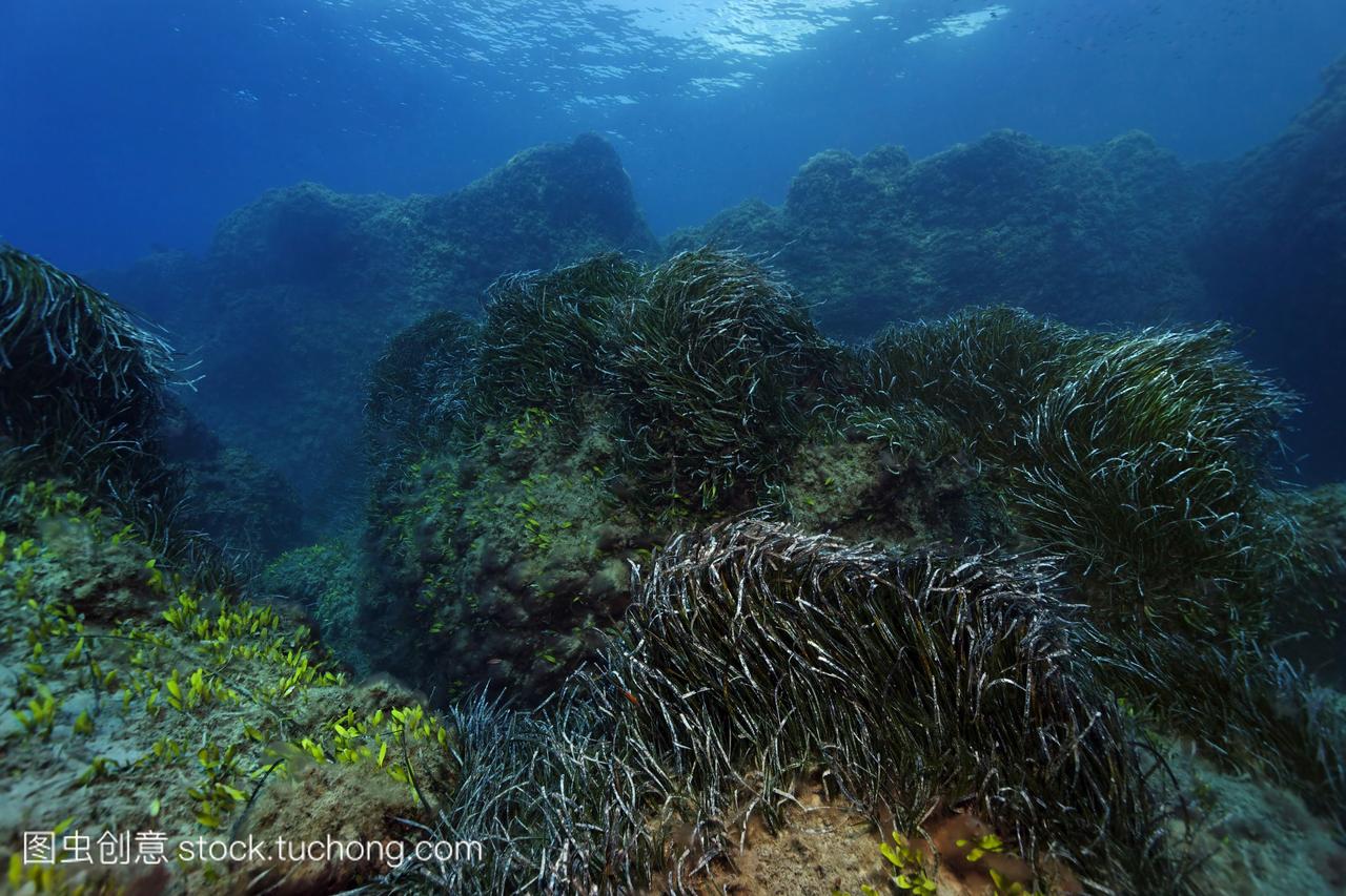 水下风景山覆盖着海王星草伊大洋洲,帕福斯岛