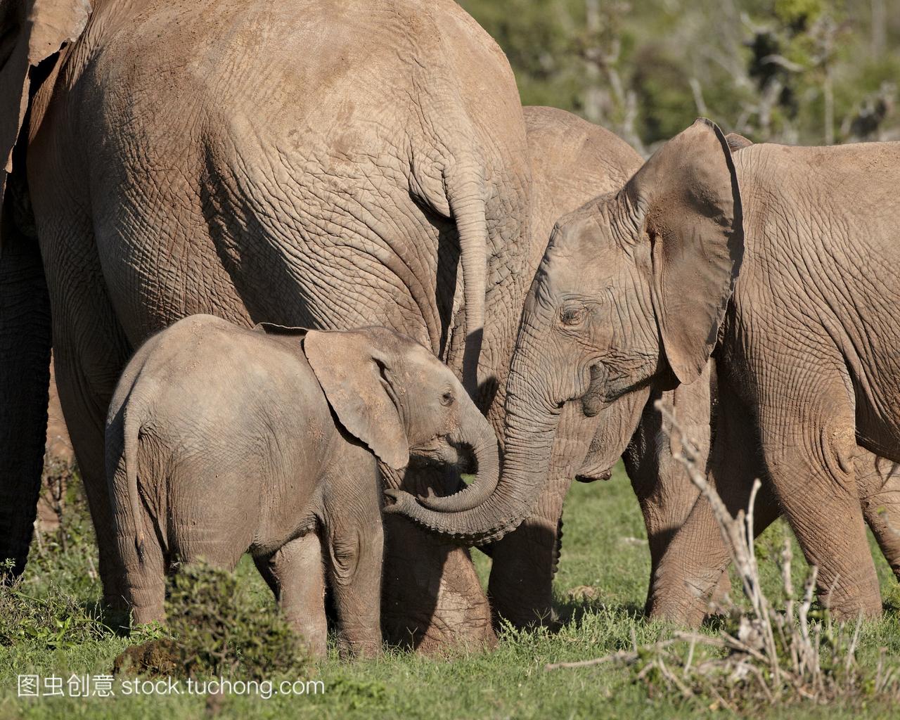 非洲象群非洲象,包括青年,非洲象国家公园,南非
