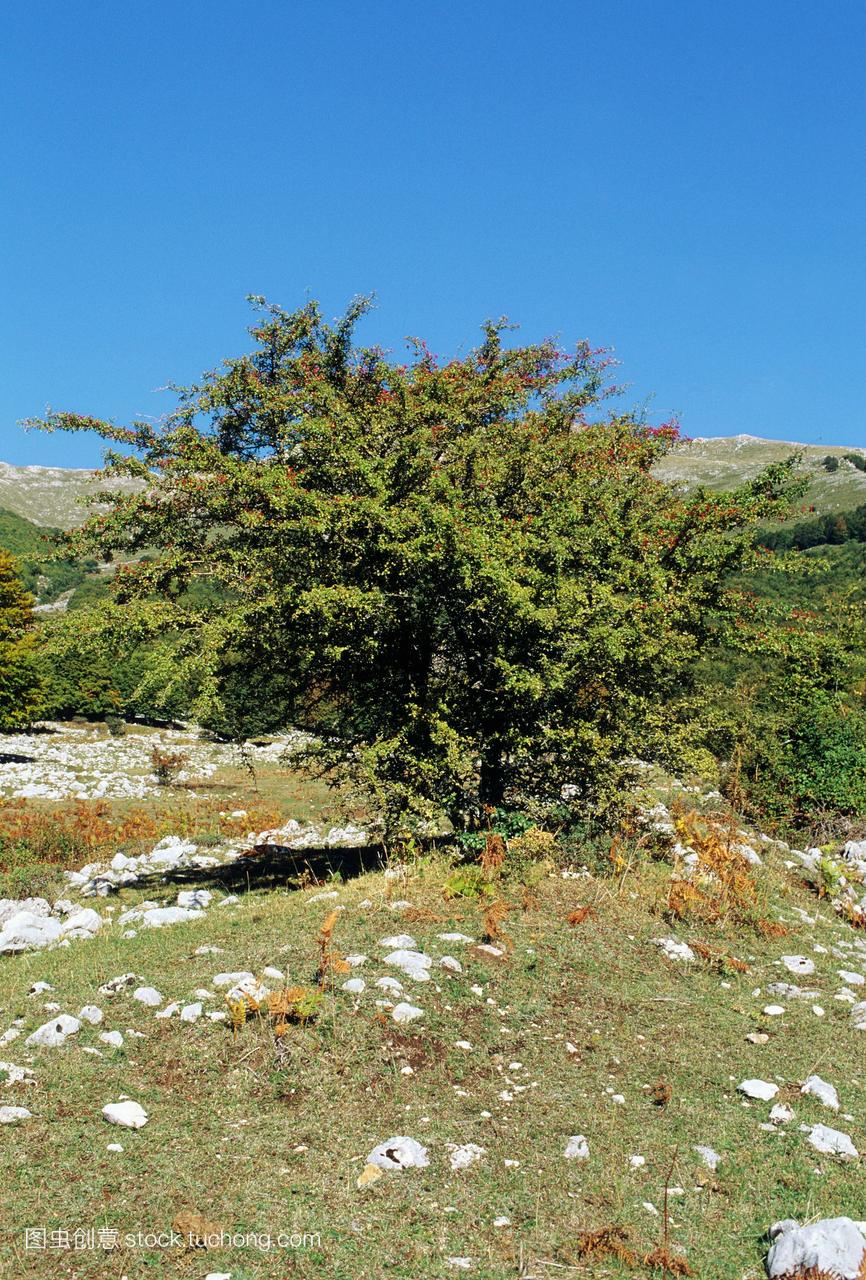 野生山楂crataegus一夫一妻在秋天展示树叶和
