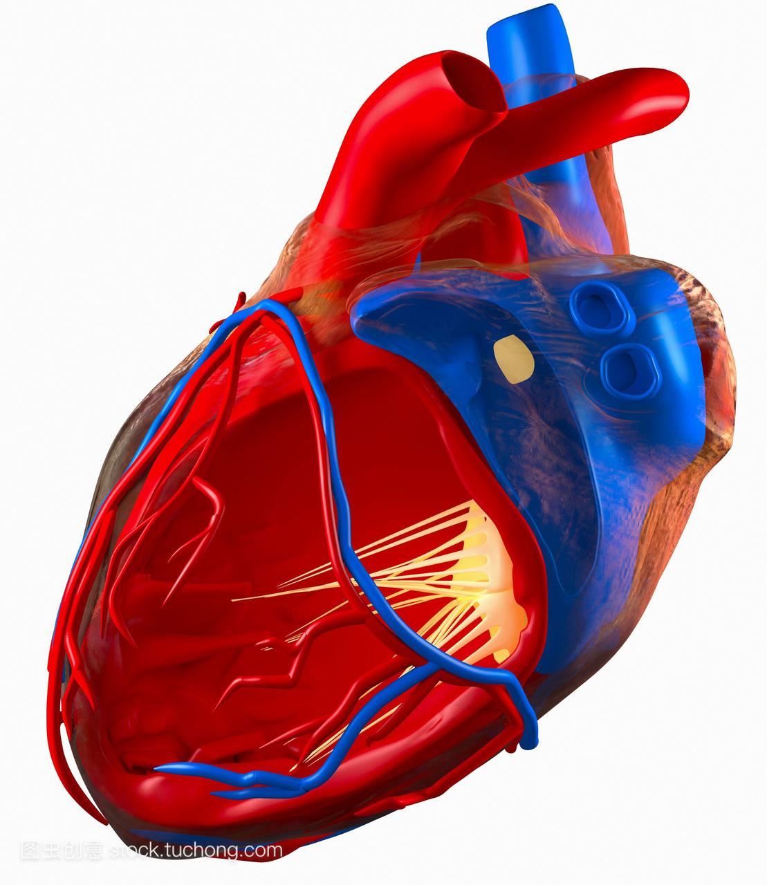 人类心脏的结构。电脑绘图的心脏左心房室显示