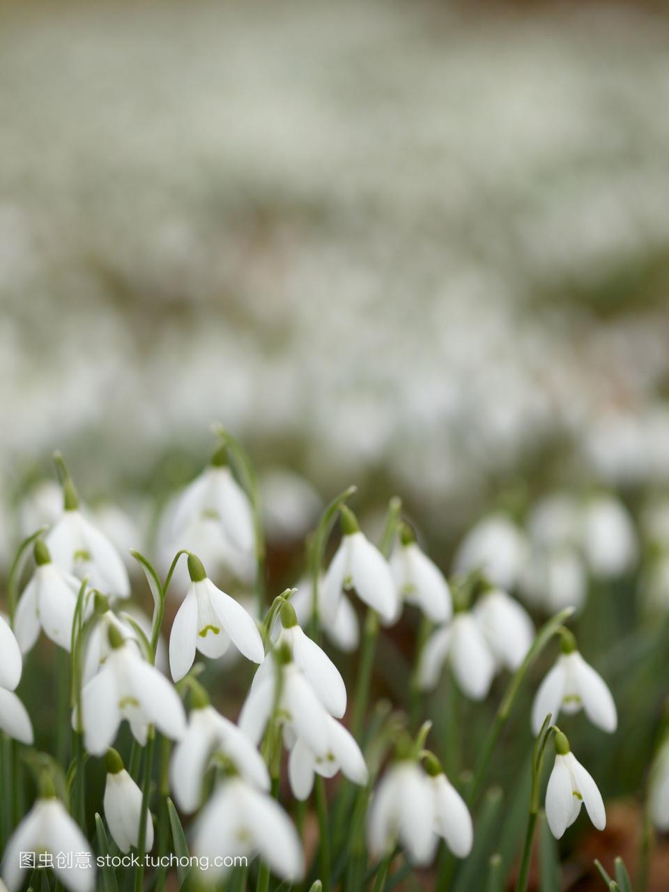 雪galanthusnivalis是英国最早的春花。通常被认