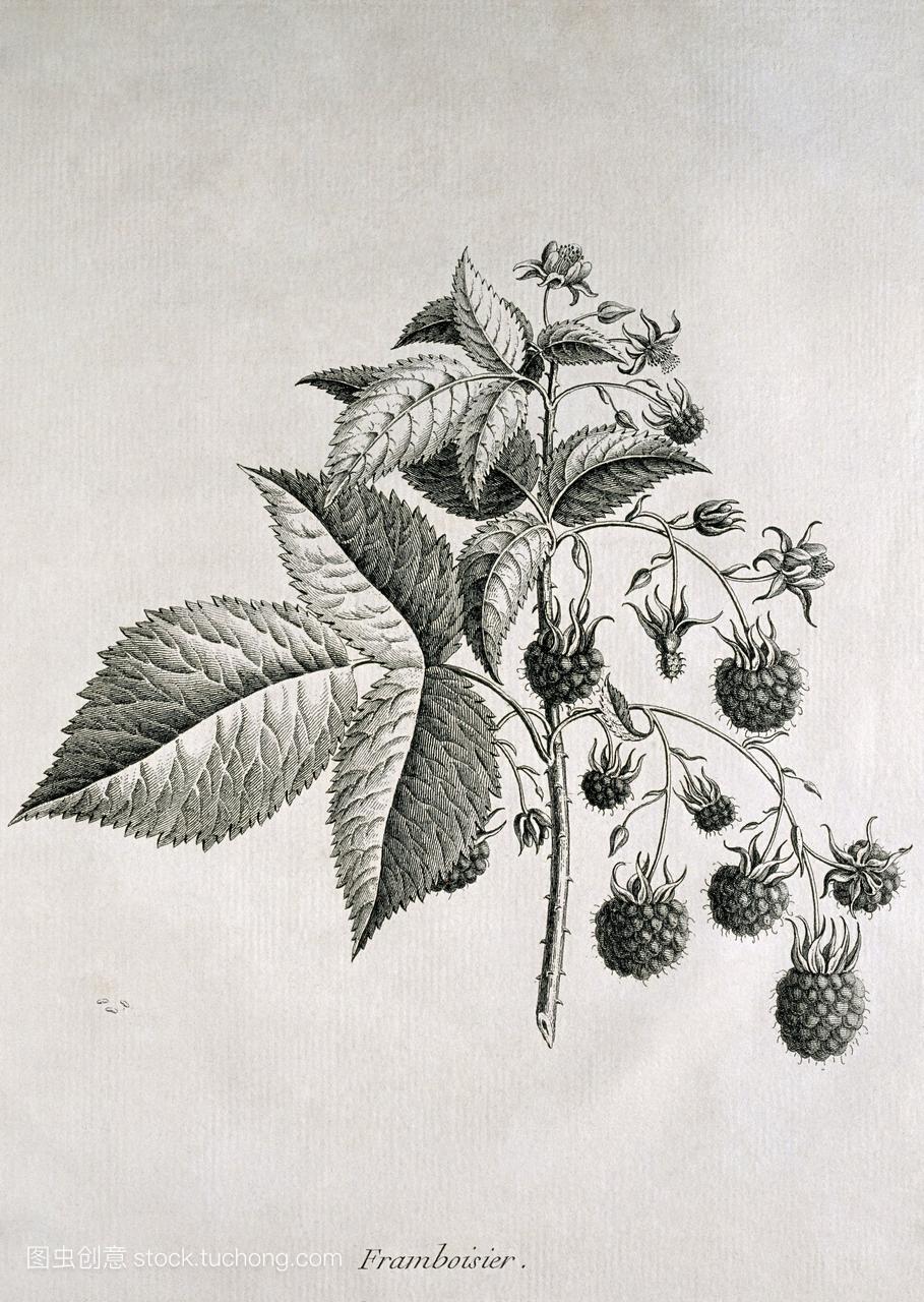 覆盆子悬钩子属植物idaeus,历史作品标签底部