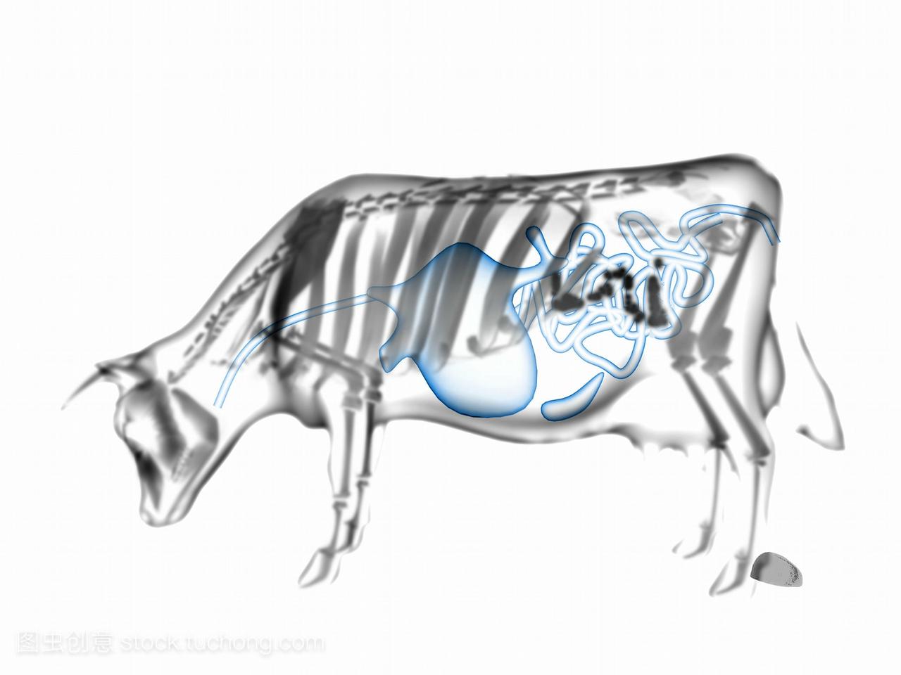 射线的艺术品。牛的消化系统牛的消化系统是蓝