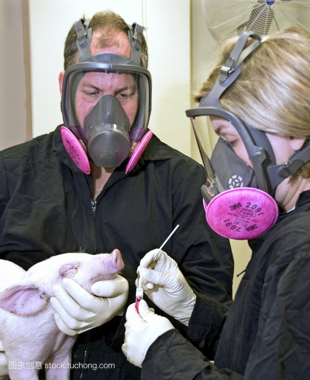 小猪的猪流感测试。医学研究者收集鼻拭子从一