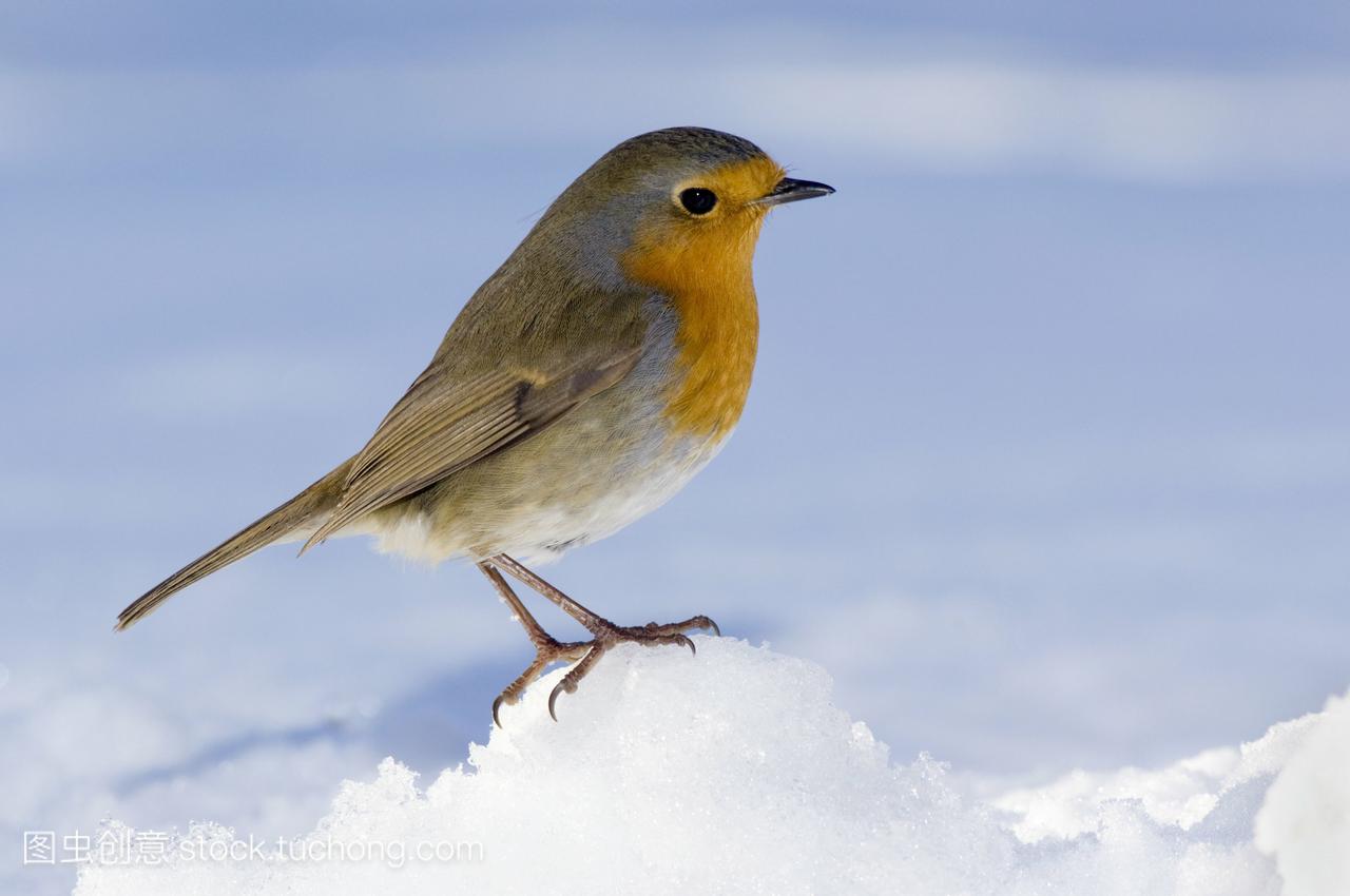 欧洲知更鸟在雪中。拍摄在苏格兰英国今年2月
