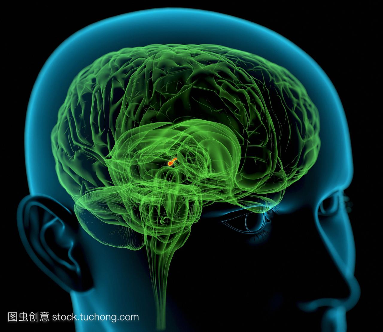 大脑中的松果体的电脑绘图人的头部显示大脑内