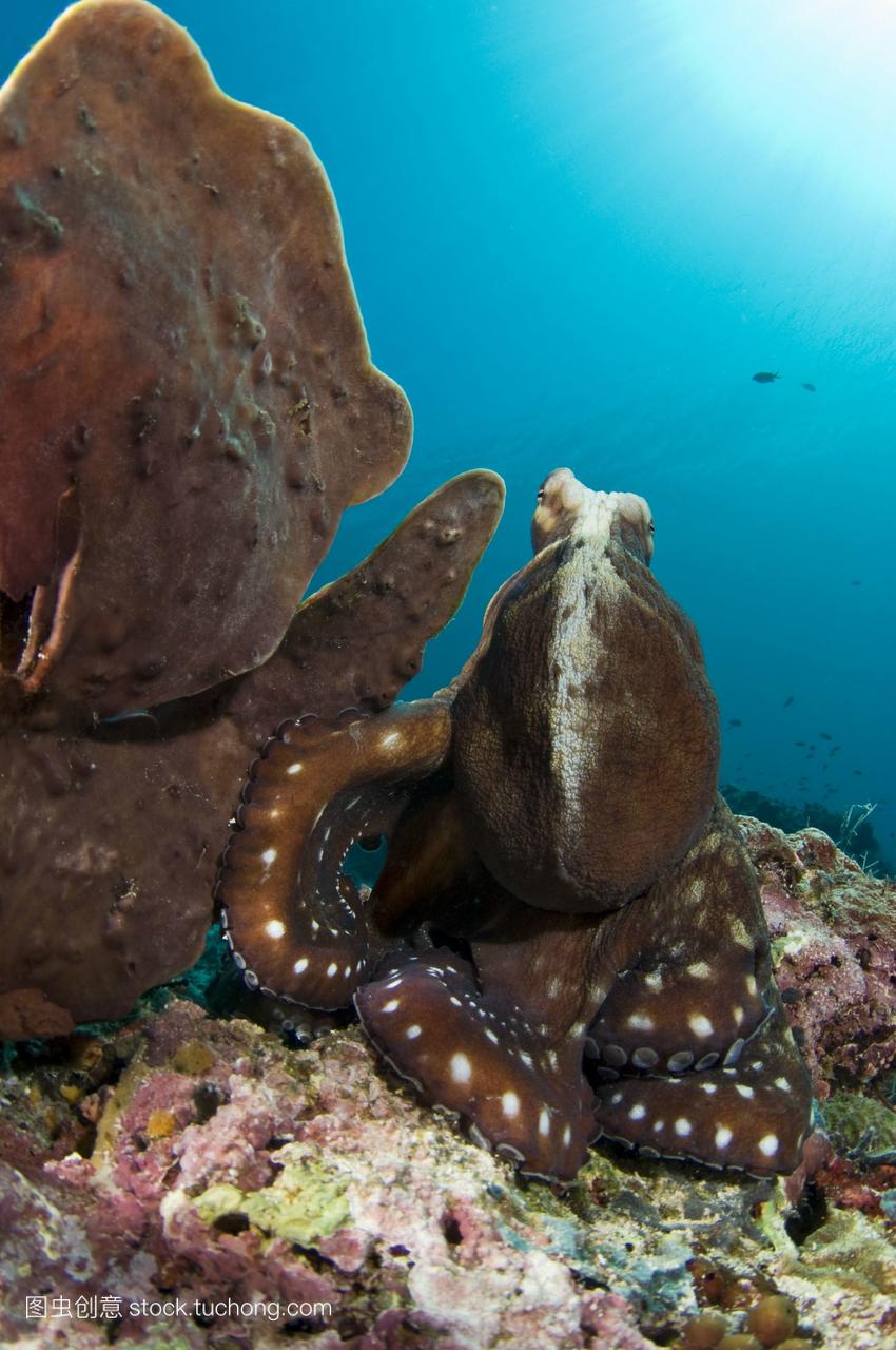 鱼cyanea。这只章鱼,也被称为普通礁章鱼,在热