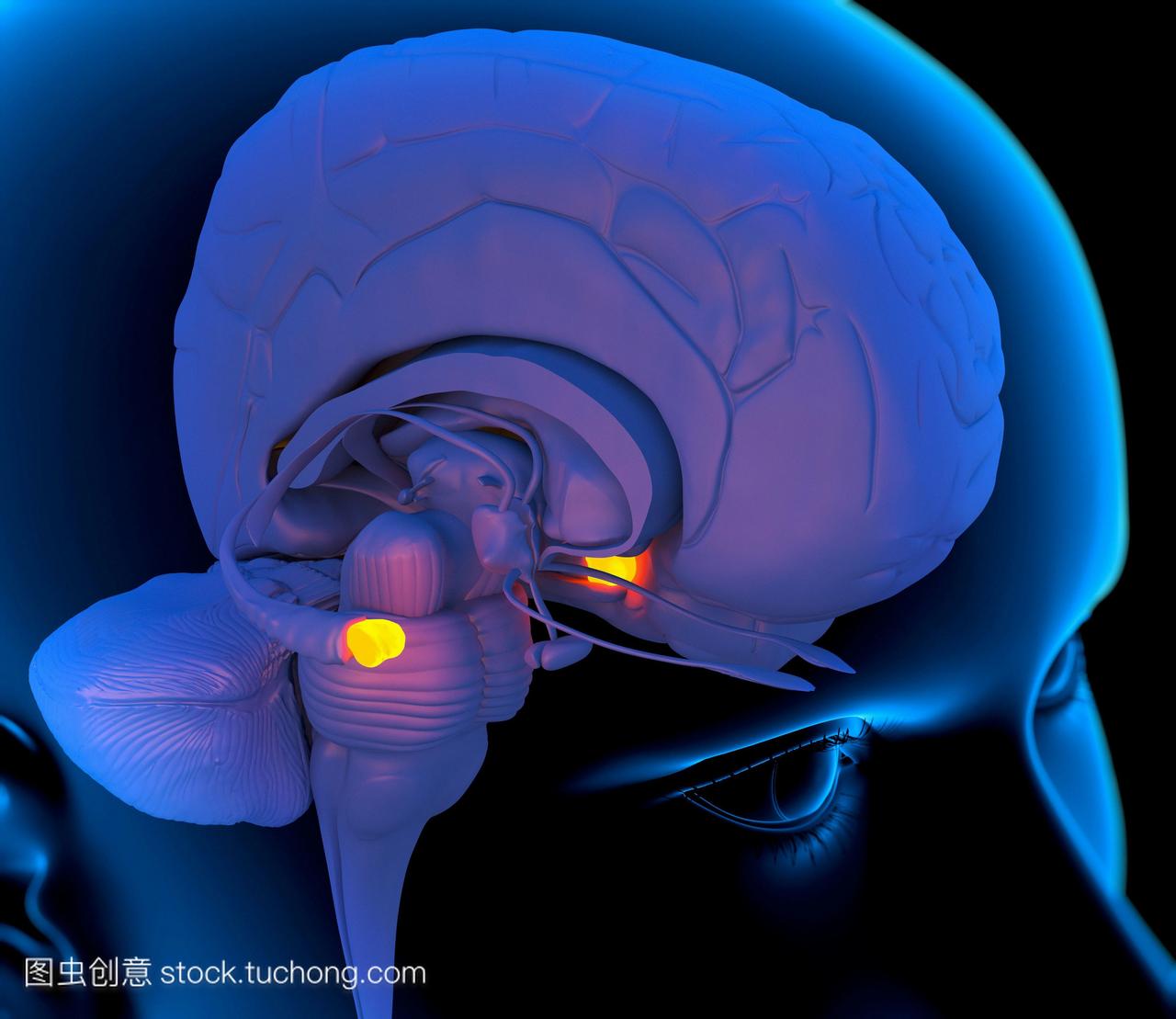 大脑的杏仁核。一个人的头的电脑绘图显示大脑