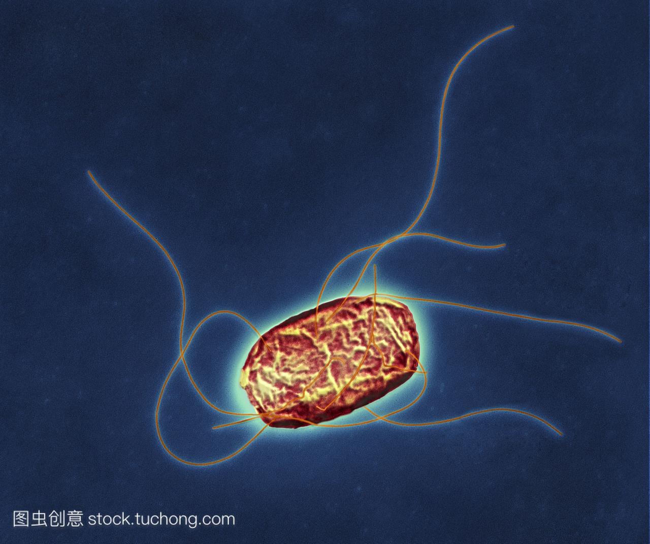 鼠伤寒沙门氏菌的细菌彩色透射电子显微镜TE
