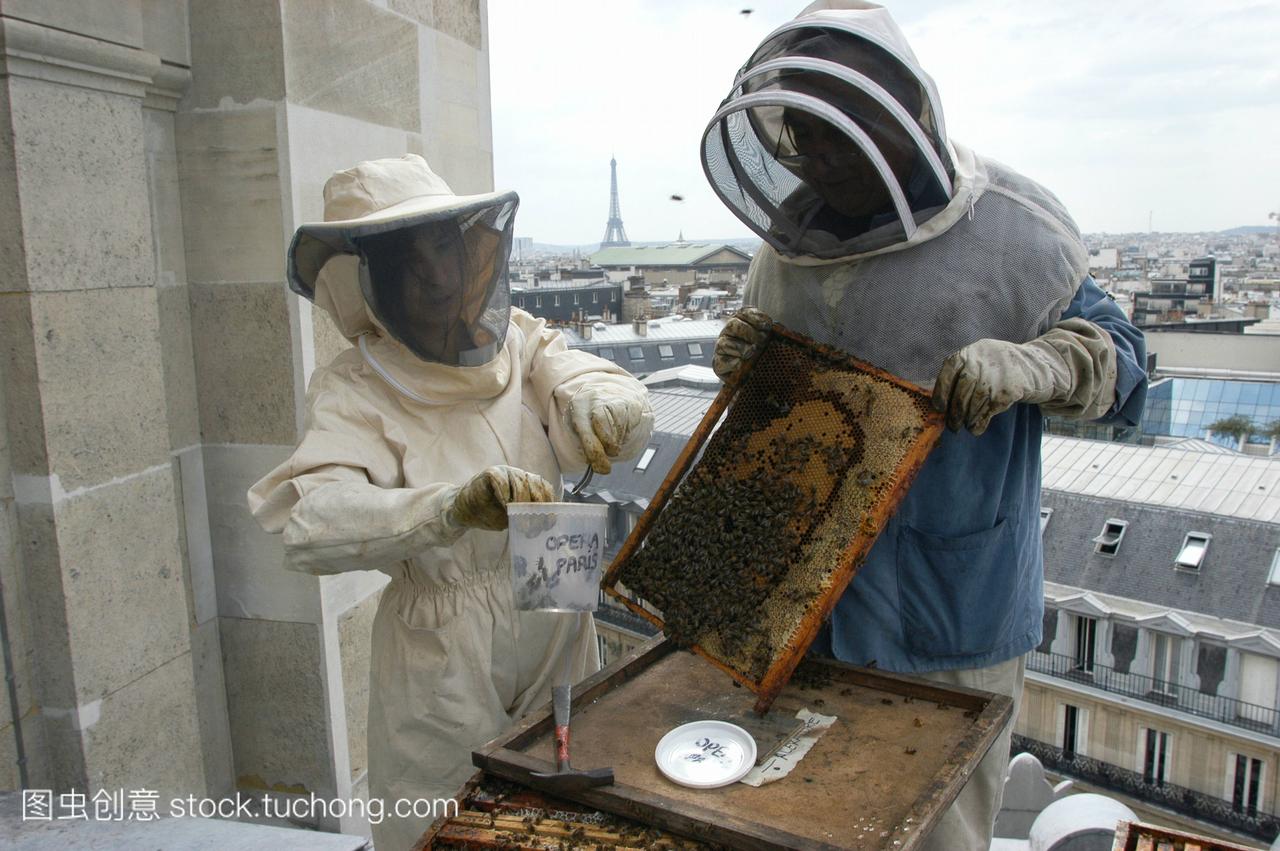 污染检测使用的蜜蜂。研究人员和养蜂人用蜂蜜