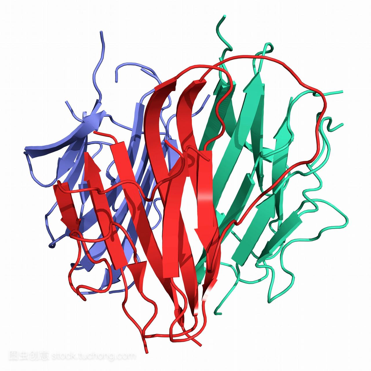 脂联素的激素分子。分子的二级结构模型显示人