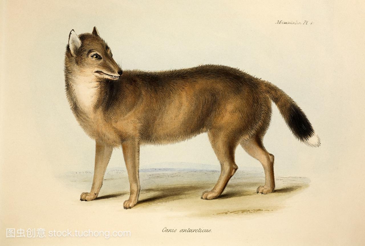 灭绝福克兰岛狼或狐狸的手彩色平版印刷板四世