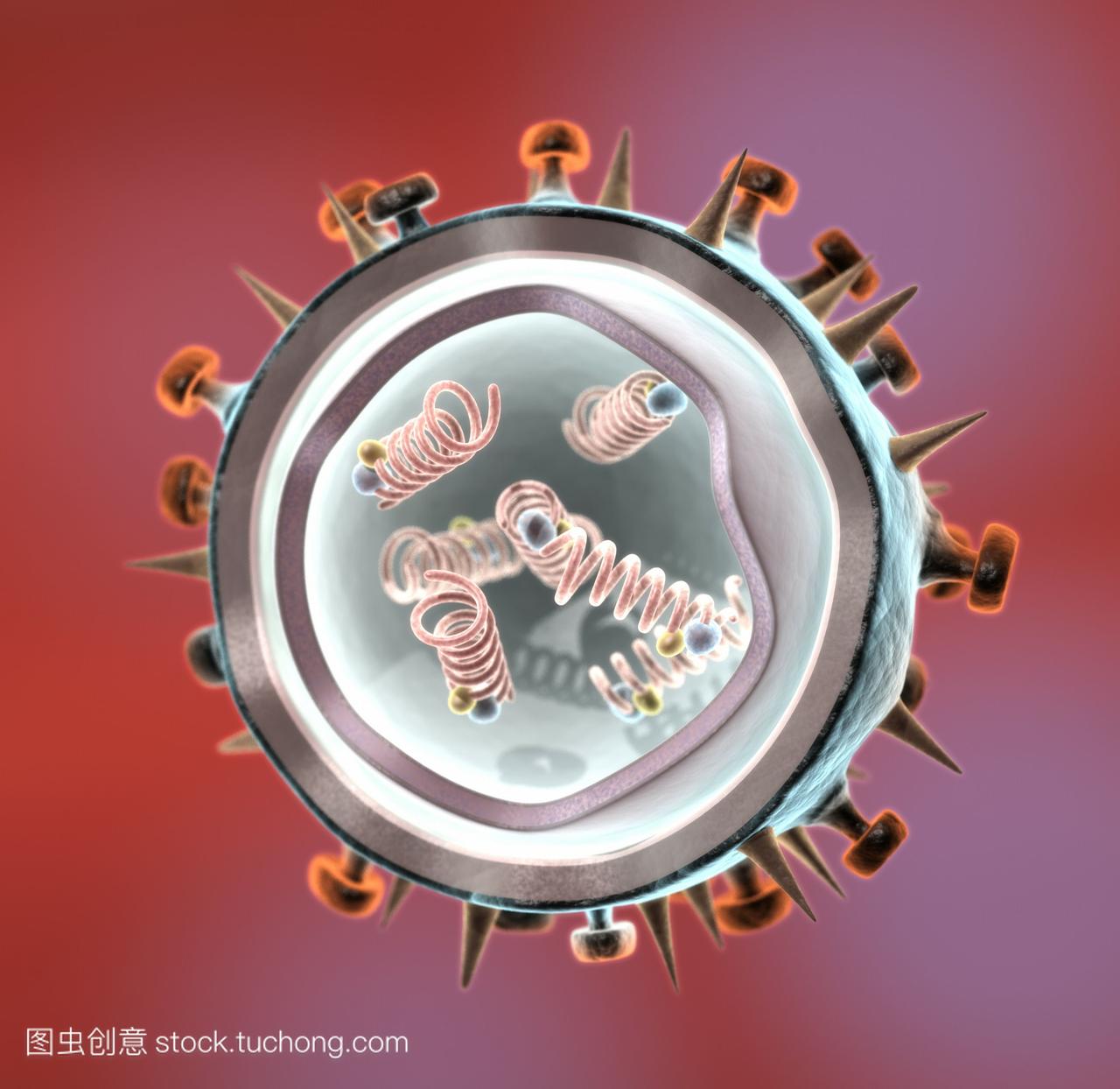 流感病毒粒子的艺术品展示一个流感病毒粒子的