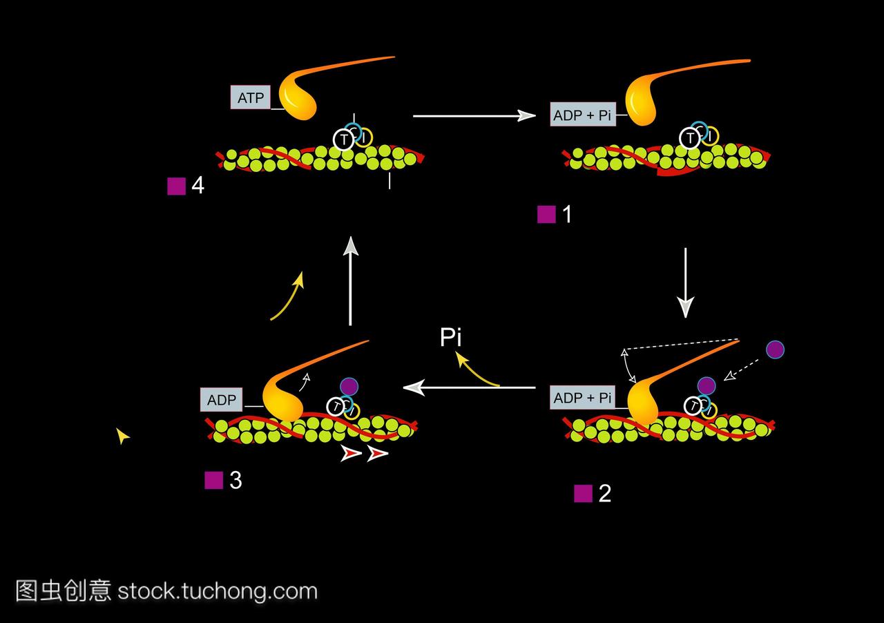 肌动蛋白丝绿色形成交叉桥。动作电位的传播释