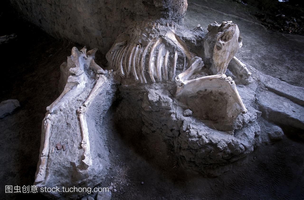 在庞贝城被杀的动物的骨头。位于意大利那不勒