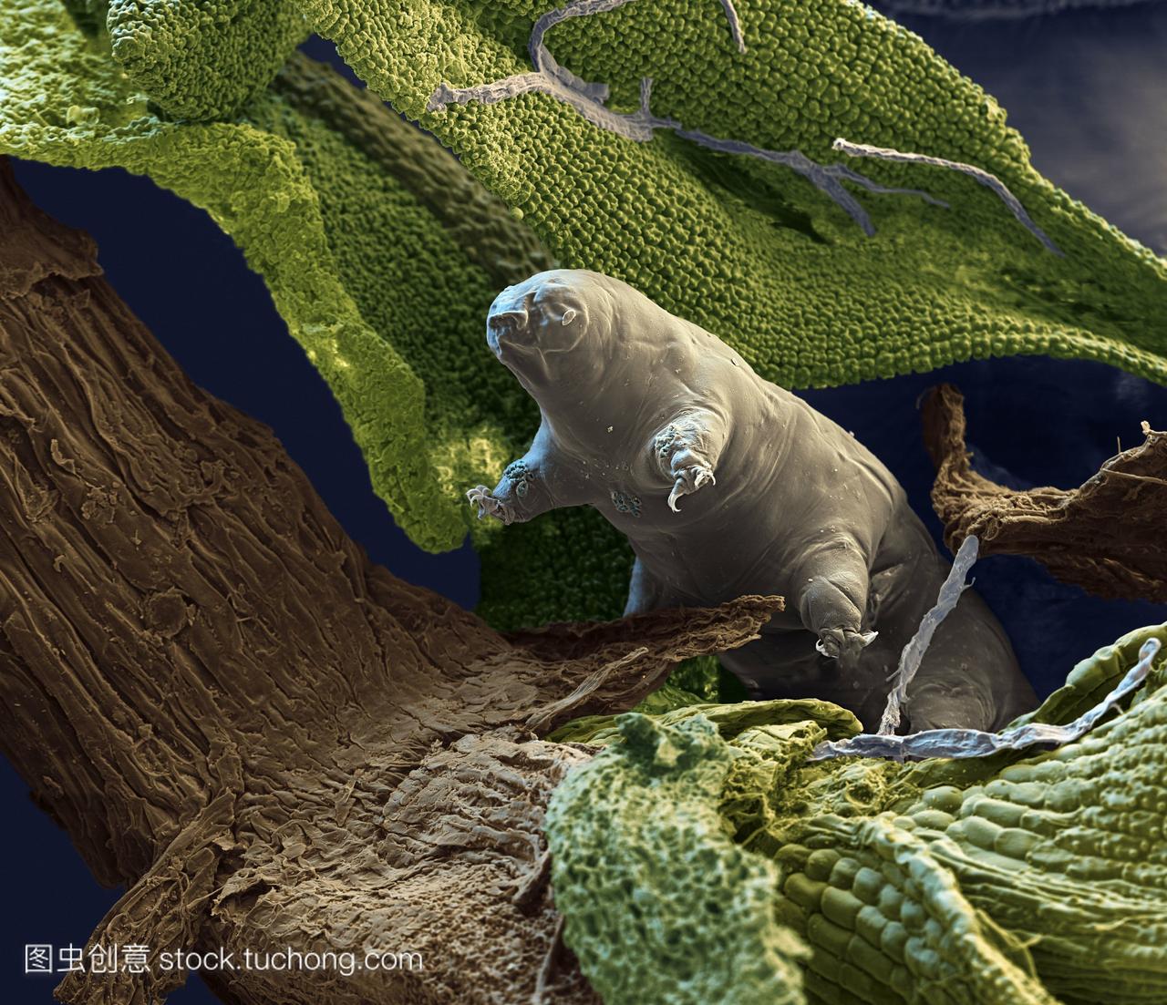 水熊Macrobiotus智人在苔藓。彩色扫描电子显