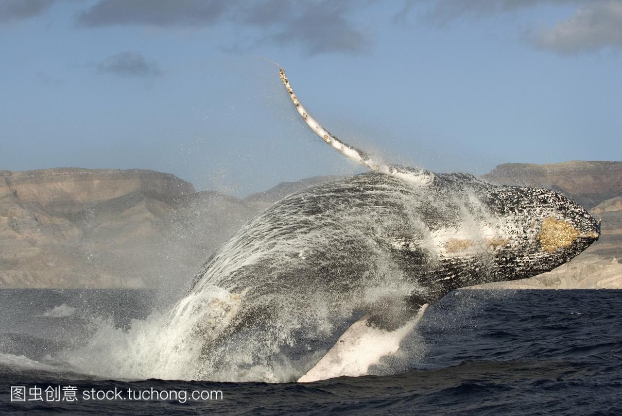 座头鲸最远违反。蓝鲸违反时它可以用它的尾巴