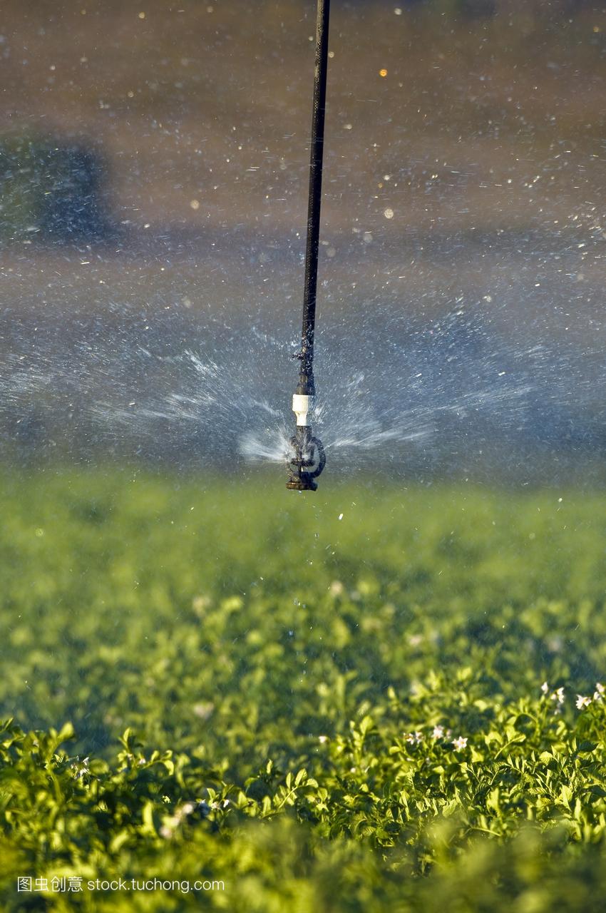 农业灌溉。喷灌灌溉作物。照片摄于南非西海岸