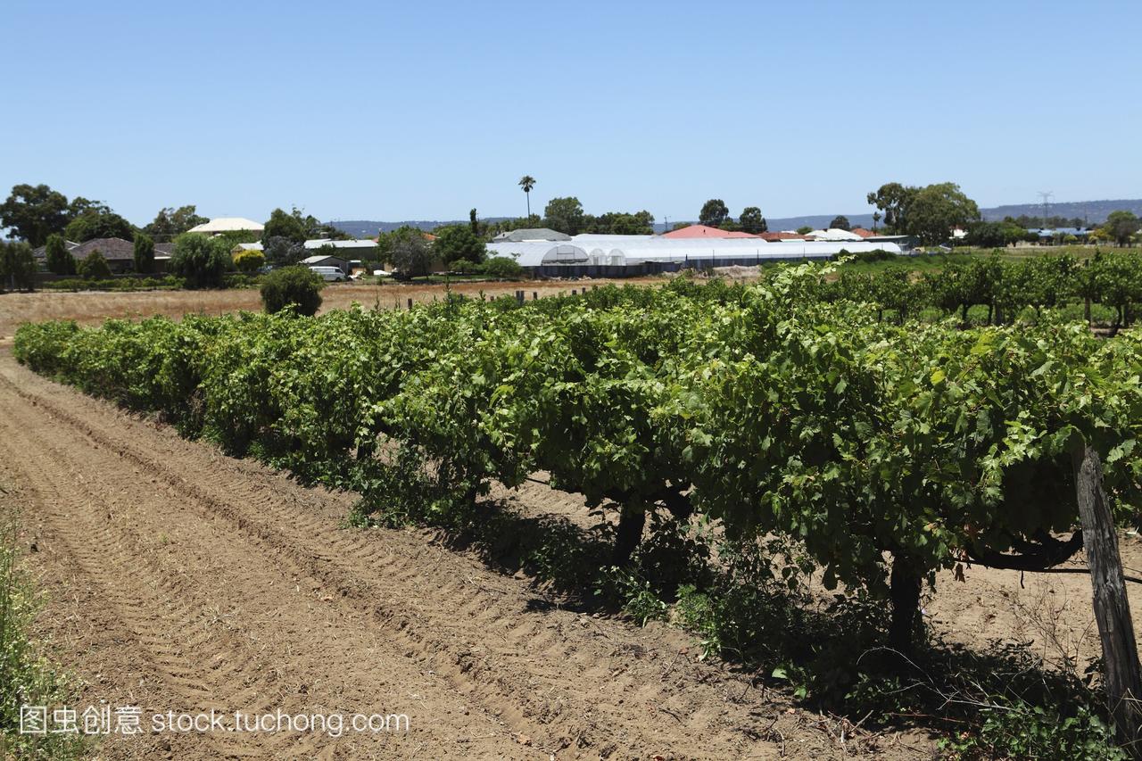 葡萄成熟葡萄园在天鹅河谷一个主要的葡萄酒产